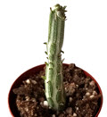 3" Senecio Stapeliformis Pickle Plant